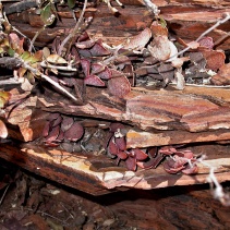 trigynus