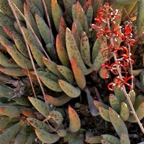 filicaulis