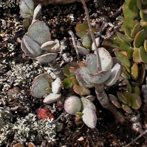 hemisphaericus