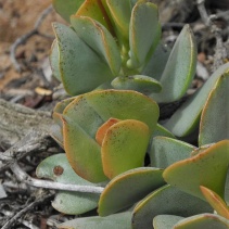 roanianus