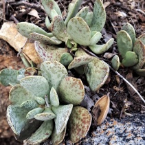 umbraticola