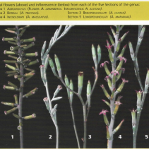 Adromischus sections by flower identification