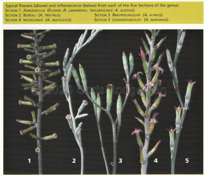 Adro sections by flower type