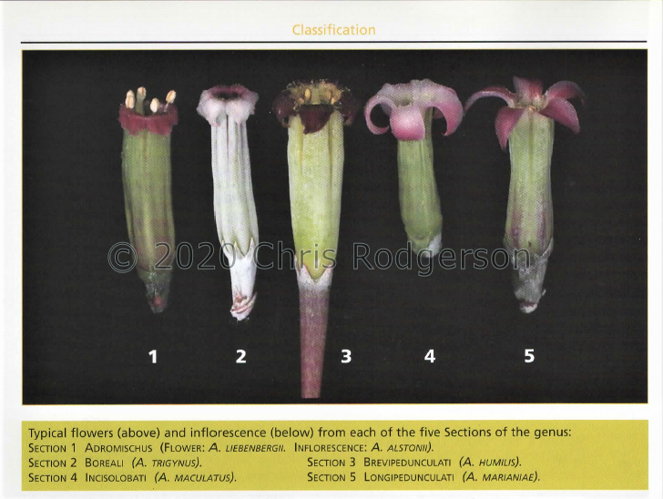 Adro sections by flower type (2)