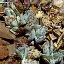 subviridis