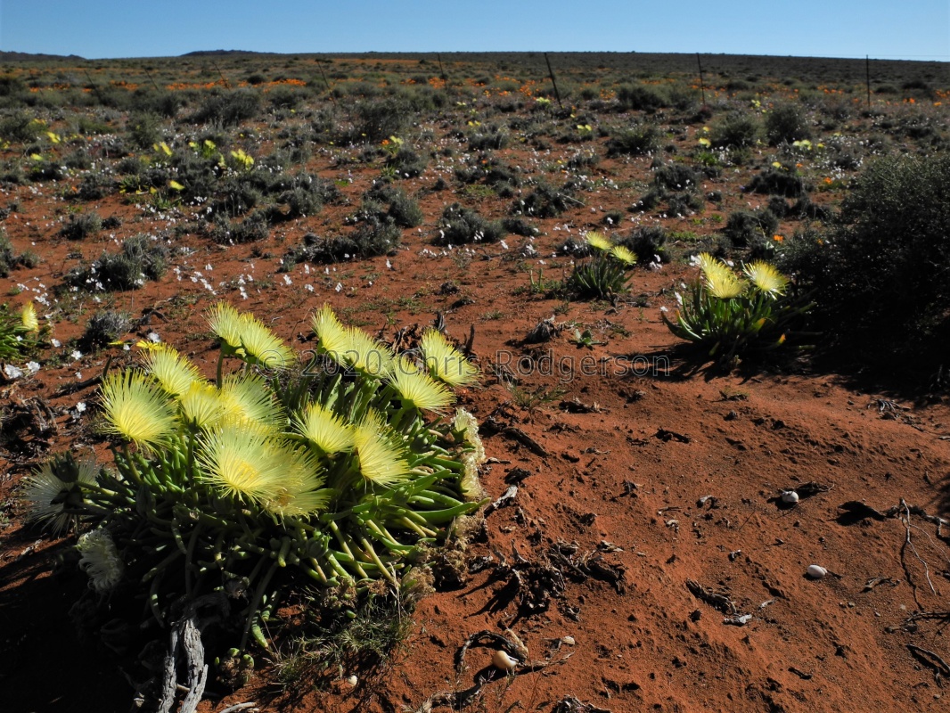 Namaqualand Spring