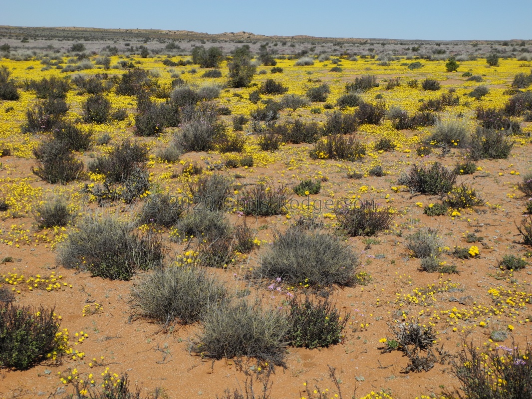Namaqualand Spring (2)
