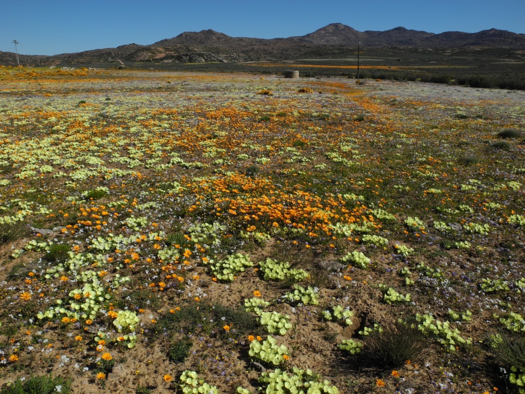 Kamiesberg Spring (2)