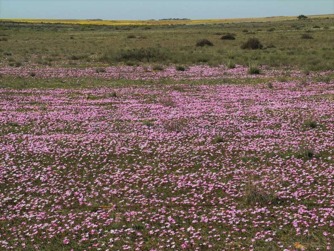 Nieuwouldtville Spring colour