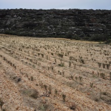 recently planted rooibos tea bushes in the Gifberg