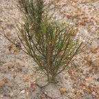 young rooibos tea bush
