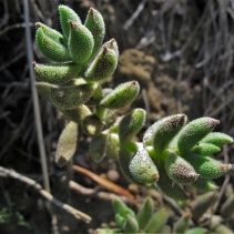 mesembryanthoides