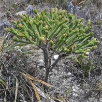 ericoides