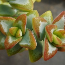 rupestris