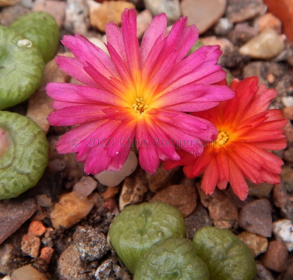 ectypum x 'tischleri'.JPG