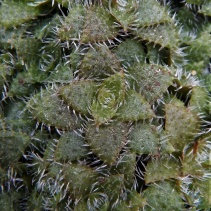 setulosa