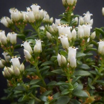 sarcocaulis