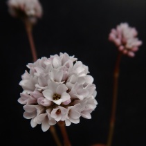 cremnophila