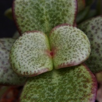 multicava
