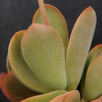 swaziensis