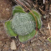 barbata