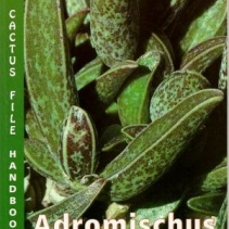 Growing Adromischus