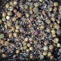 Growing Conophytum