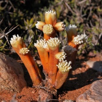 pyramidalis