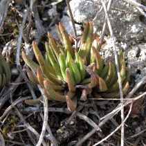 nudicaulis