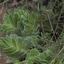 ciliata