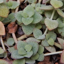 cordata
