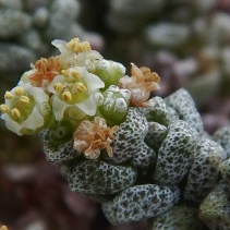 corallina