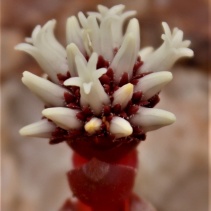 columnaris ssp.prolifera