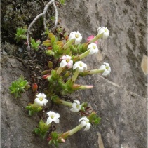 obtusa