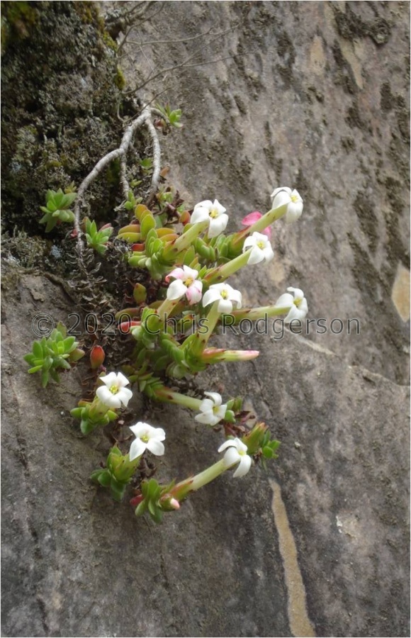 obtusa (photo Judd Kirkel Welwitch) (2).jpg