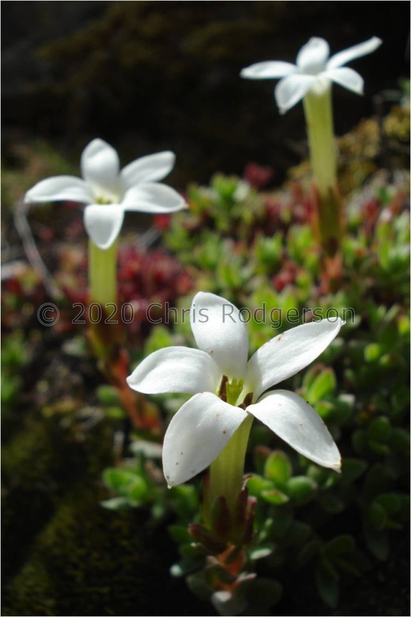 obtusa (photo Judd Kirkel Welwitch) (4).jpg