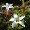 obtusa (photo Judd Kirkel Welwitch) (4)