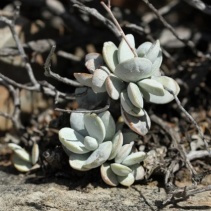 leucophyllus