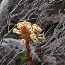 fascicularis