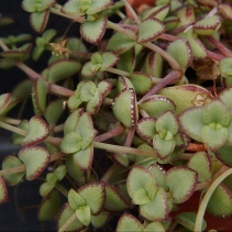 pellucida