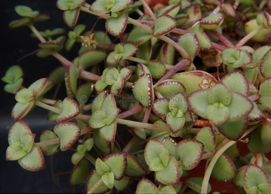 pellucida ssp.marginalis Riebeek East