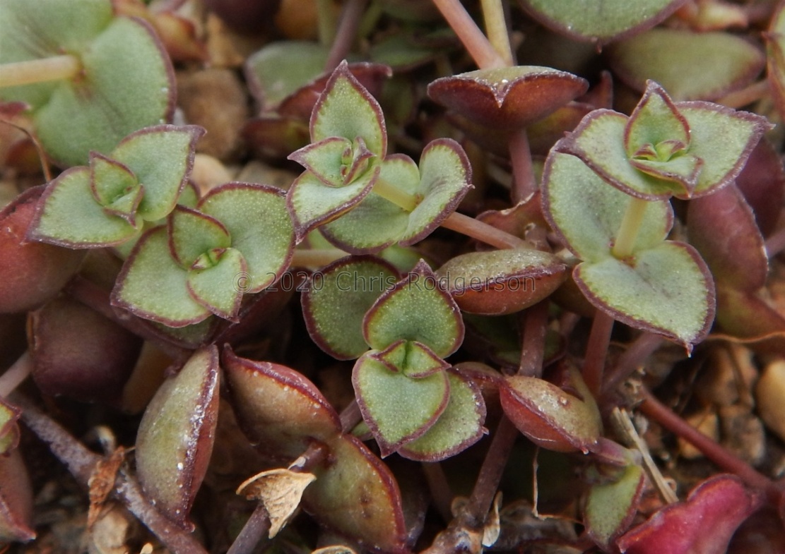 pellucida ssp.marginalis DT6579 W Hankey