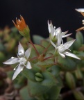 pellucida DT7349 NE Ladismith