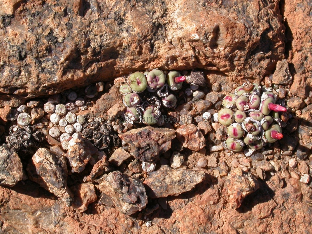 pageae Garies