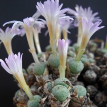 orbicum