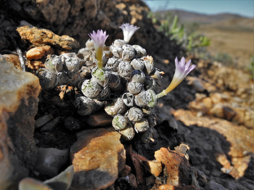 orbicum S Eksteenfontein