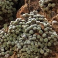 orbicum S Eksteenfontein (6)