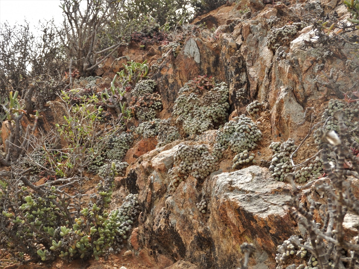 orbicum S Eksteenfontein (4).JPG