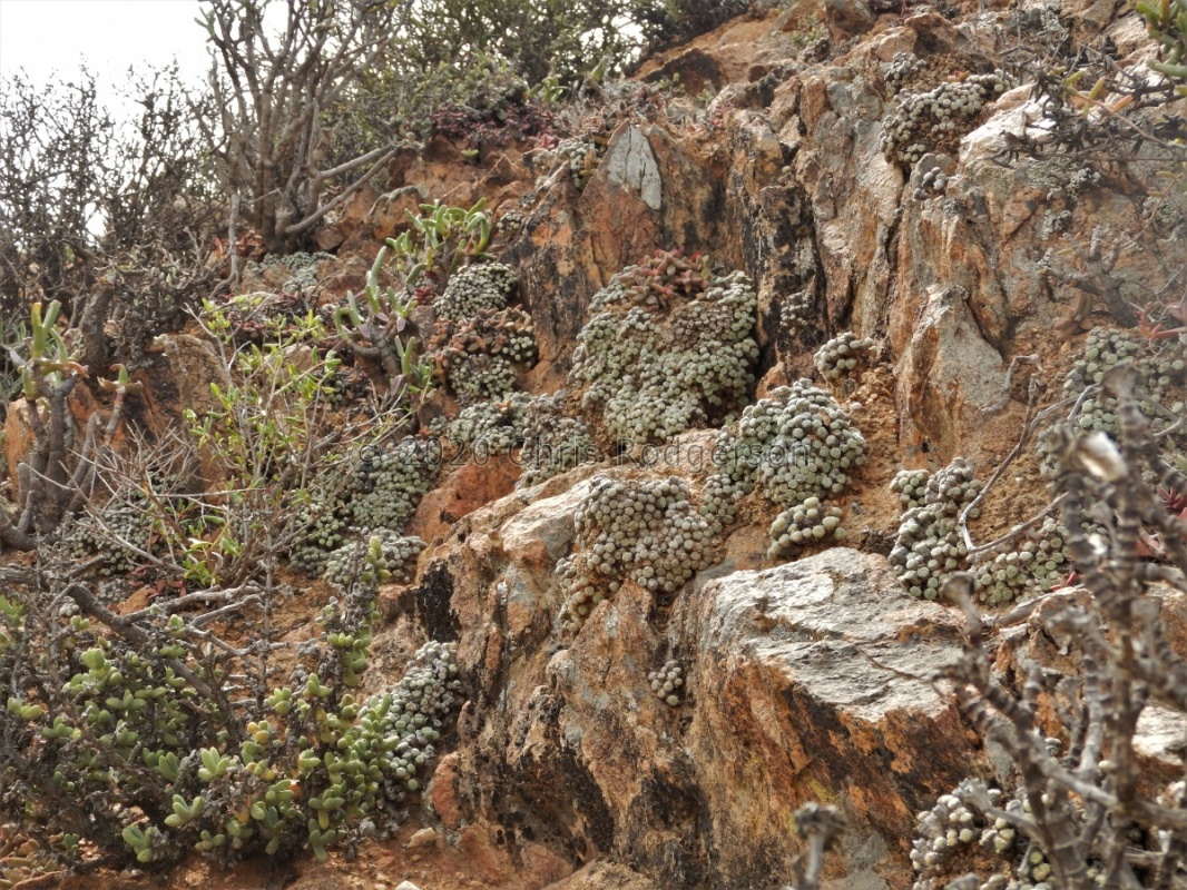 orbicum S Eksteenfontein (4)