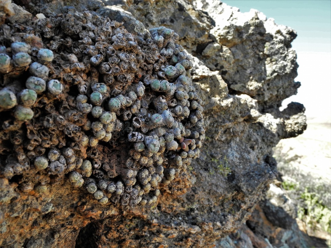 orbicum S Eksteenfontein (2)